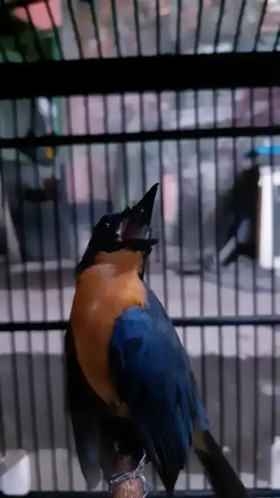 Tledekan gunung gacor