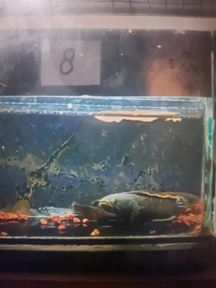 Chana limbata pair proven