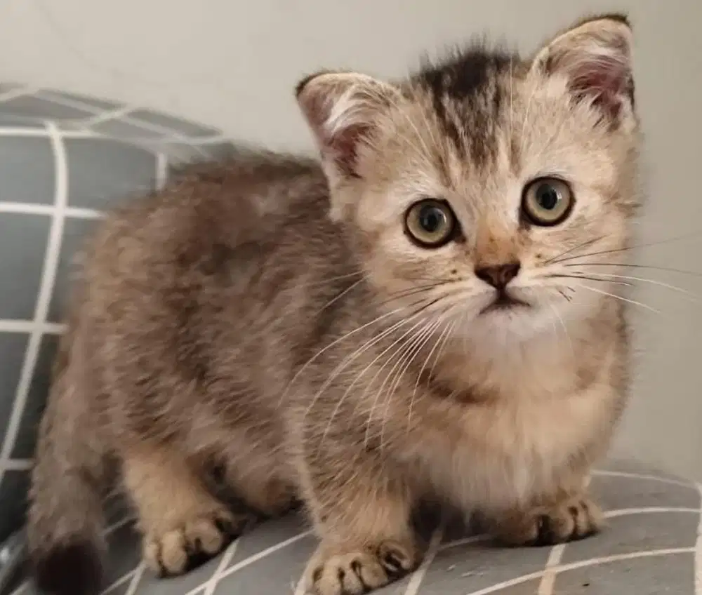 Kucing munchkin british shorthair bsh scottish fold