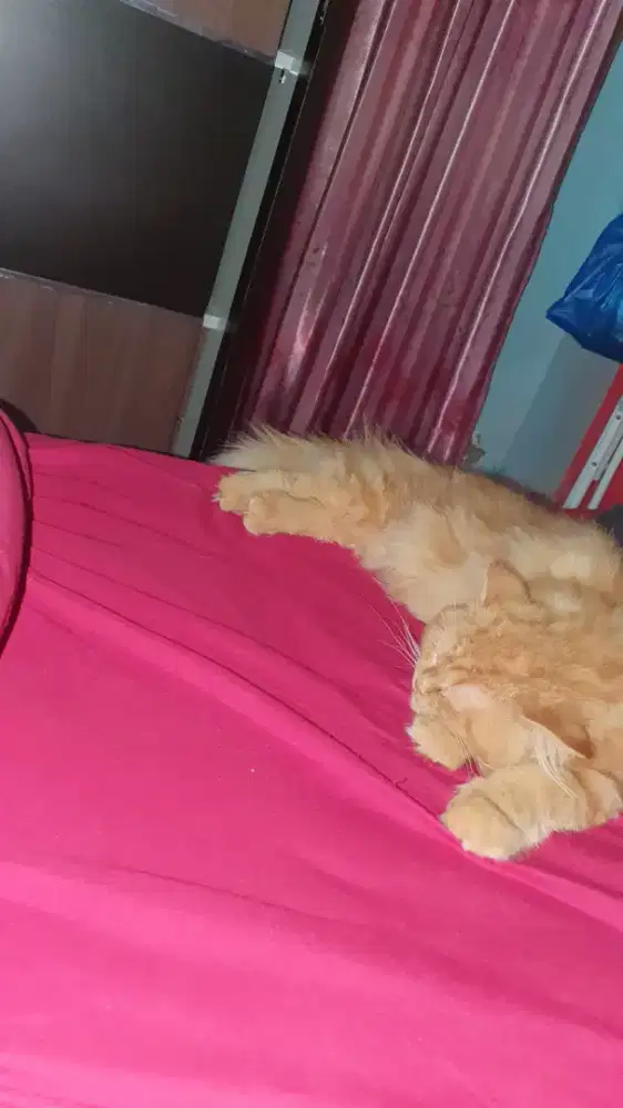 Kucing persia 8bln