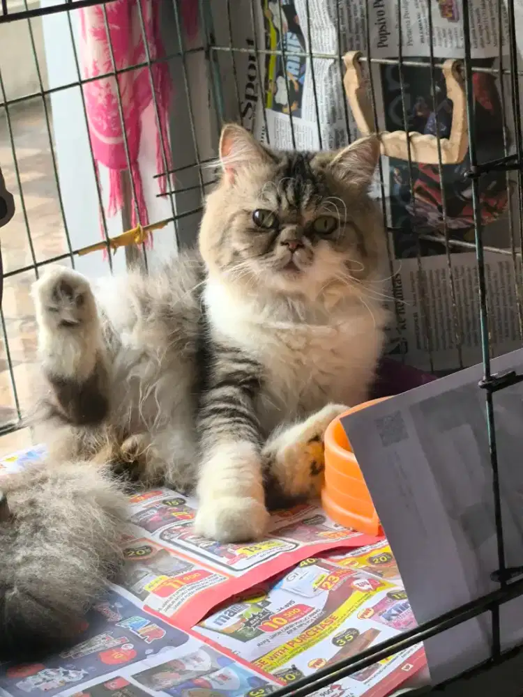 Kucing Jinak bulu bagus mkn meo persia proplan no flatnose peaknose