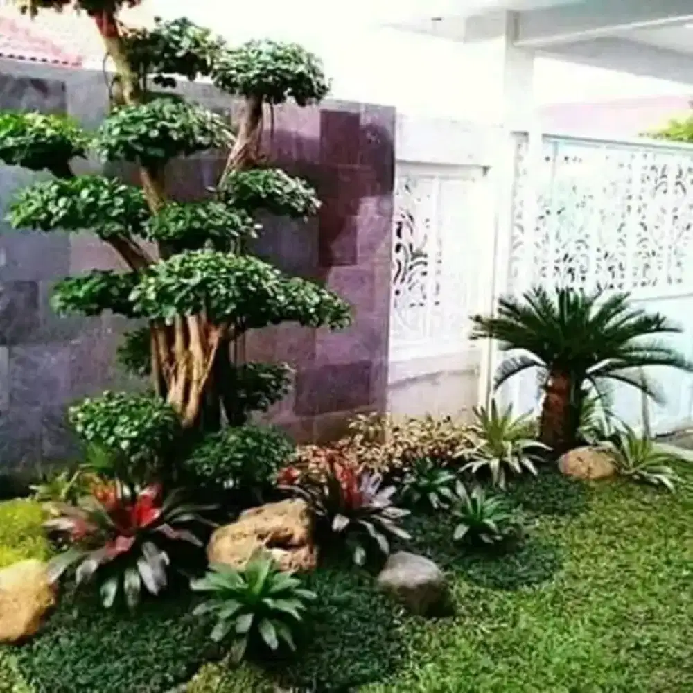 Jual rumput hias gajah mini