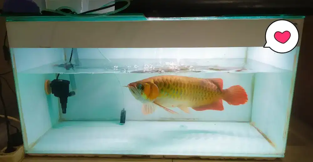 Jual aquarium 80 x 40 x 40 kondisi baik normal ex ikan arwana