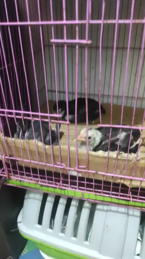 Jual aja anakan ayam Bangkok trah juara ada 3 pcs