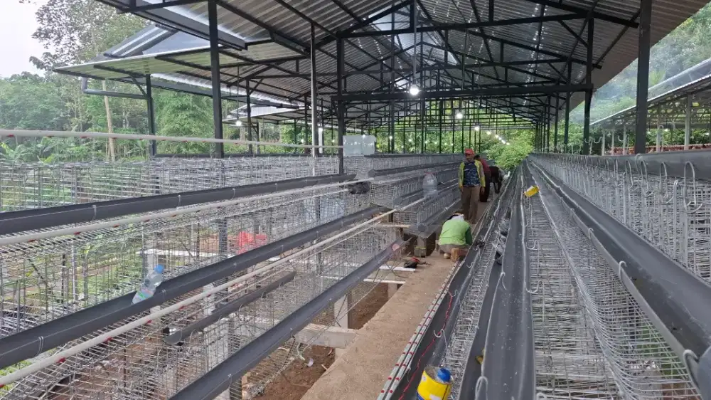 Dicari spv kandang ayam petelur