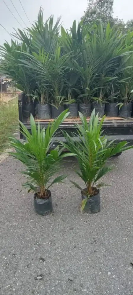 Bibit Sawit Unggul Asli, Kecambah Asli Dari PT