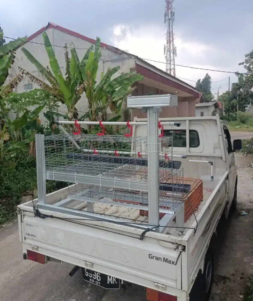 Ayam petelur × dengan kandag galvanis