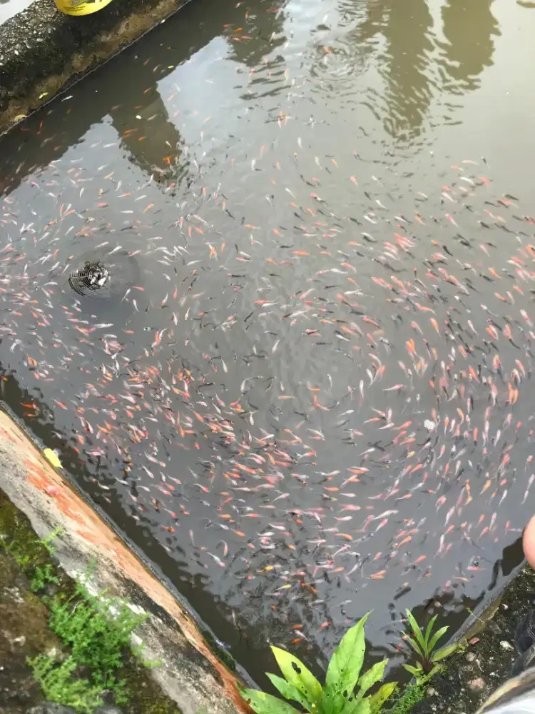 jual ikan koi siyap antarr sampe tmpat