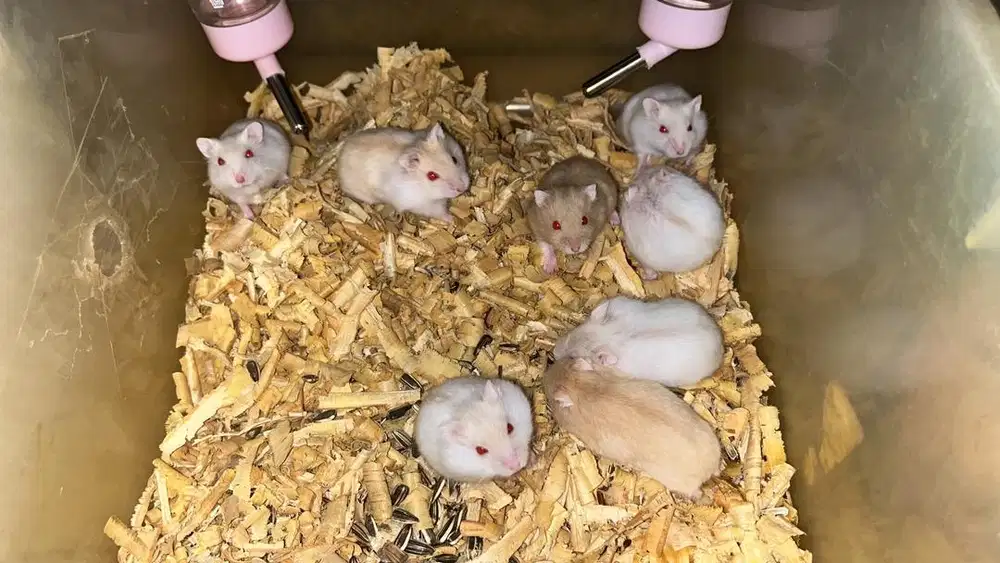Hamster winter white