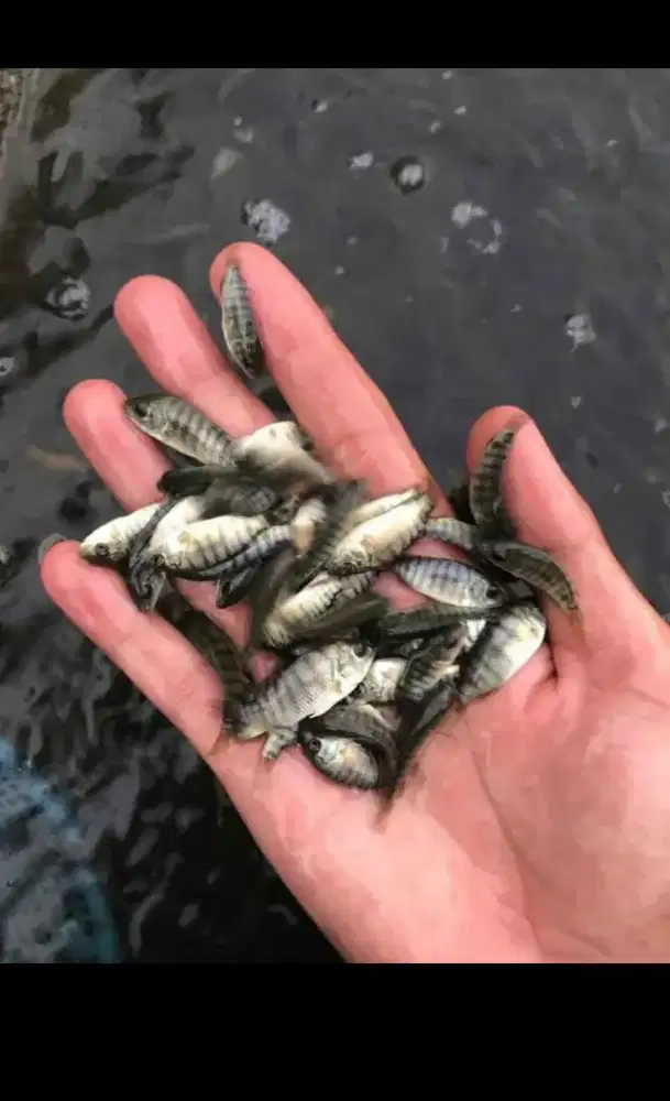 bibit ikan nila