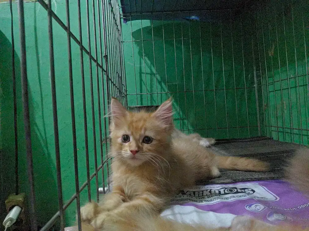 Kitten Mainecoon Betina