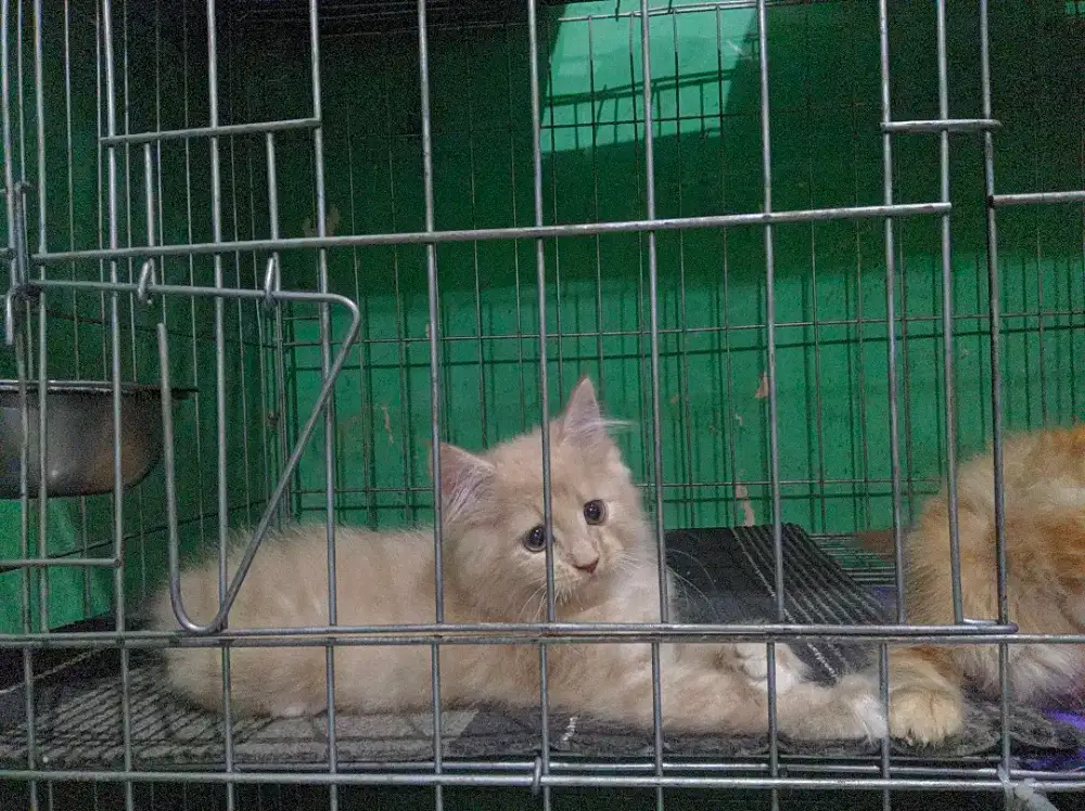 Kitten Mainecoon Betina