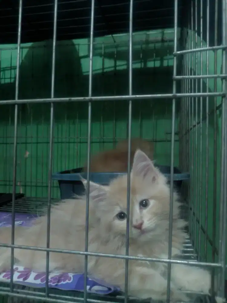 Kitten Mainecoon Betina