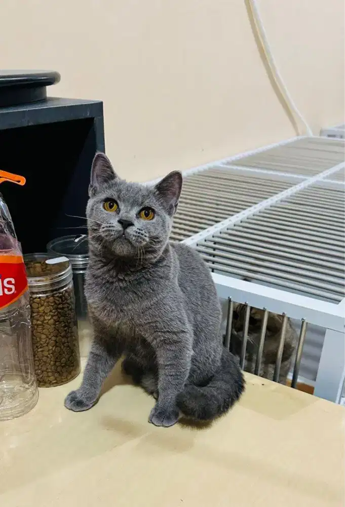 British shorthair blue solid betina pure