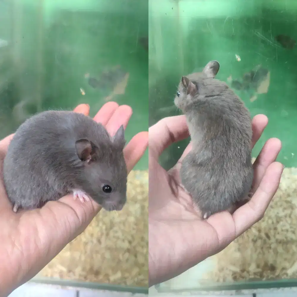 Hamster Syrian Varian