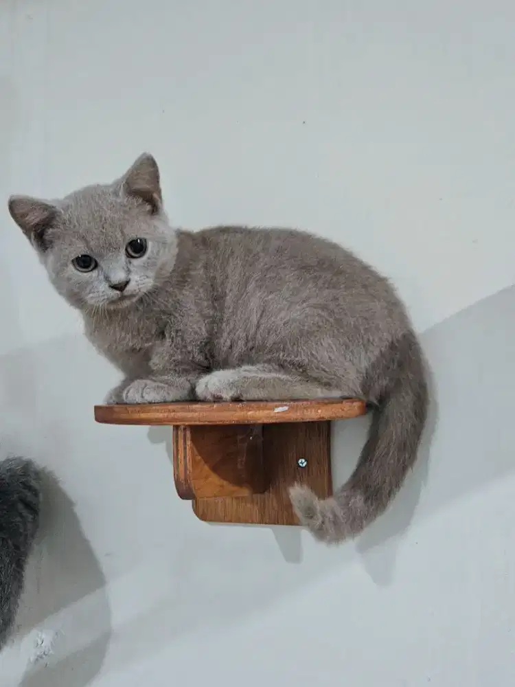 Munchkin BSH Lilac Jangan Kitten British Shorthair Cebol