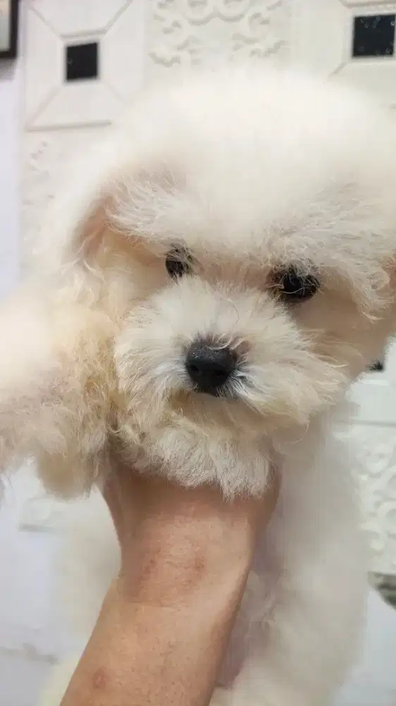bichon jaminan pure