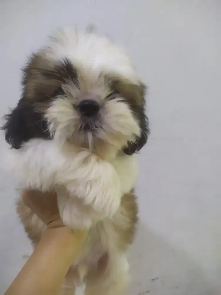 mini shihtzu kosongan