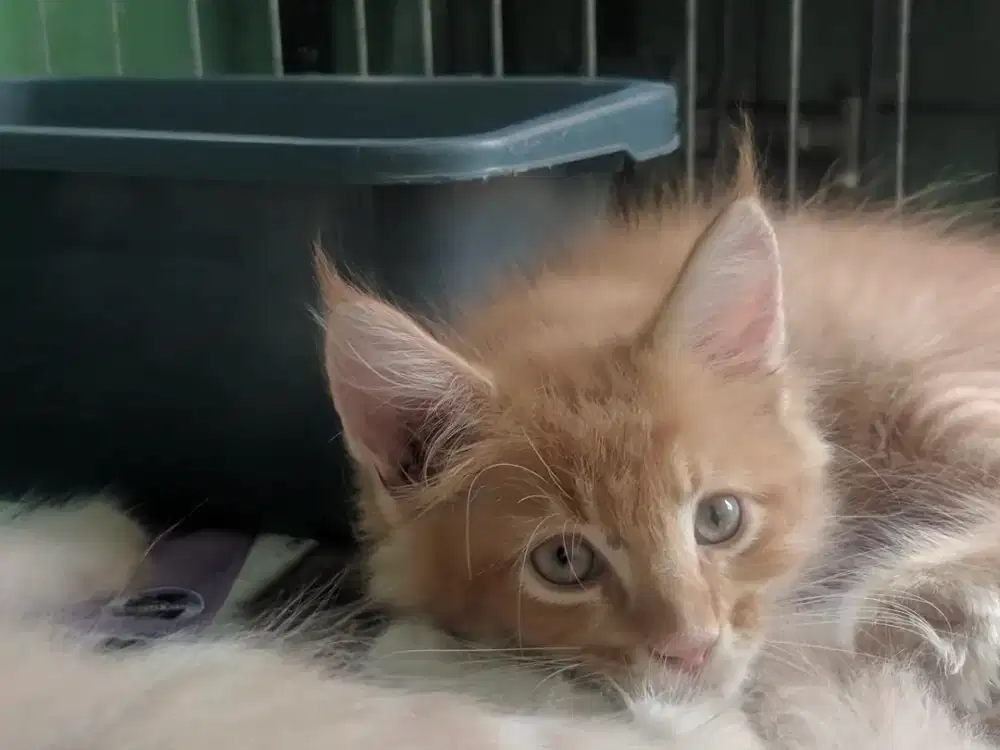 Kitten Mainecoon Jantan