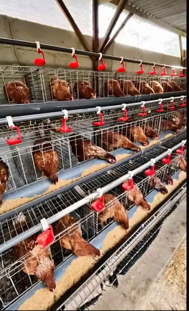 Paket 10 ekor ayam petelur + dengan kandang