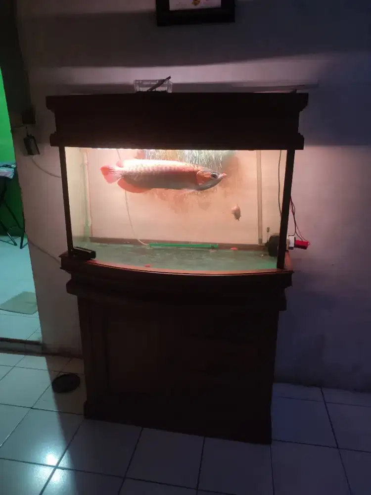 Arwana Super Red ( Sertifikat umur 5 tahun )