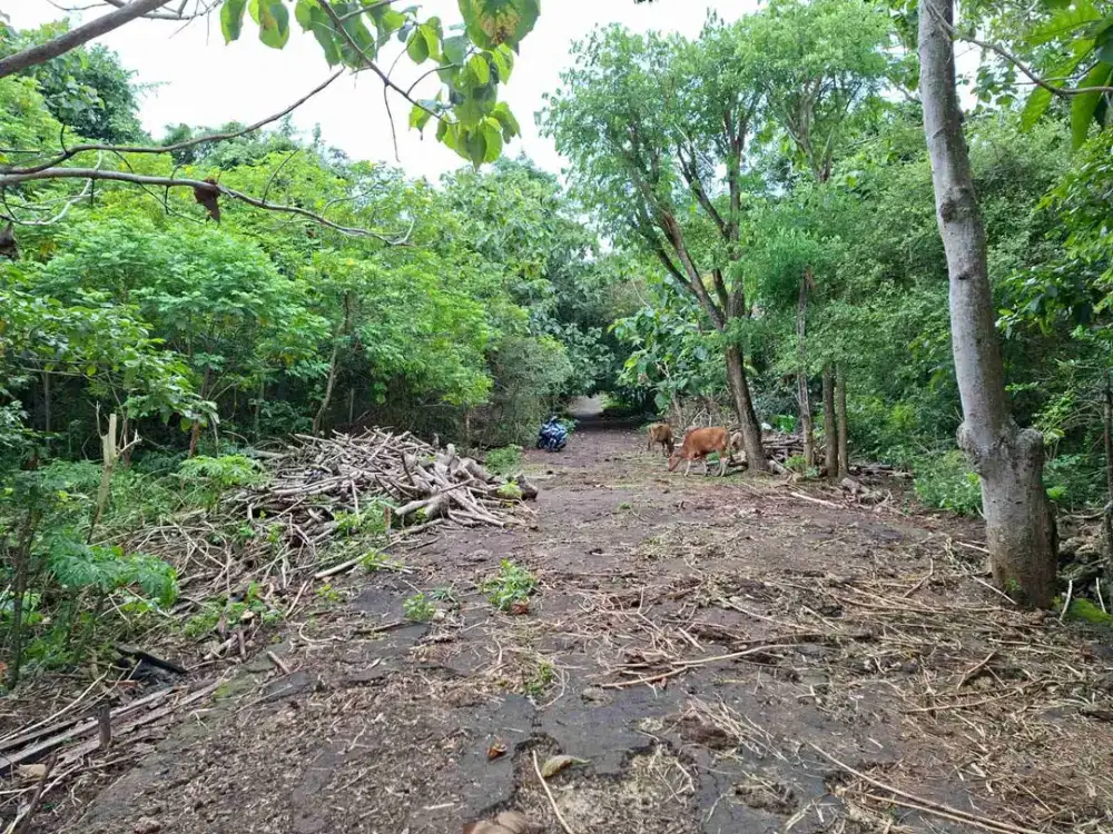 Land for Leasehold in Belimbing Sari Pecatu Bali