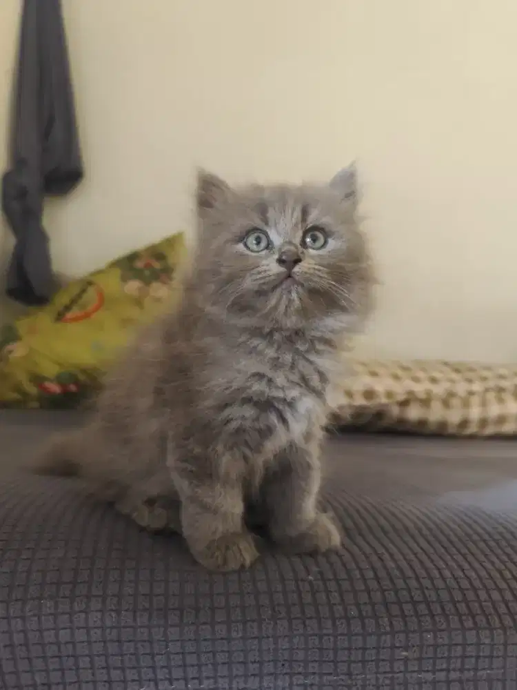 PERSIA BETINA LONG HAIR