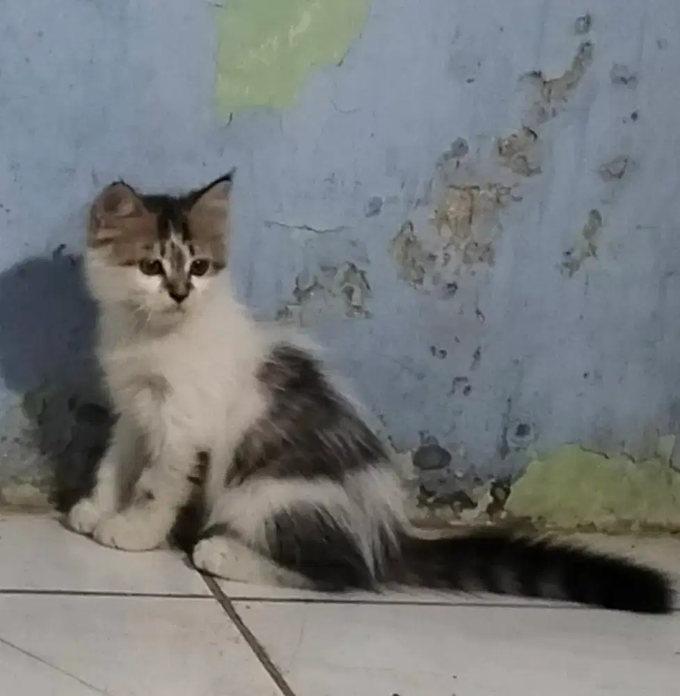 Anak kucing imut