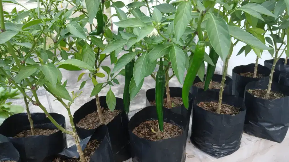 Aneka bibit pohon cabai,strawberry, angelonia,dll