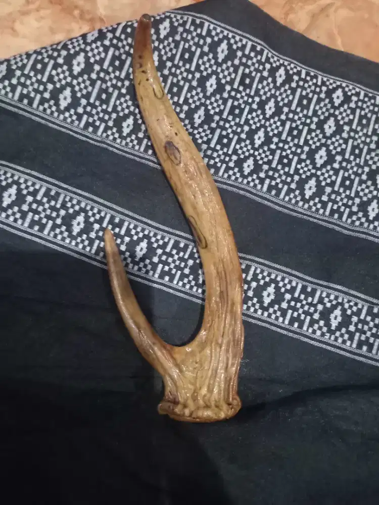 Jual pipa/ once tanduk asli