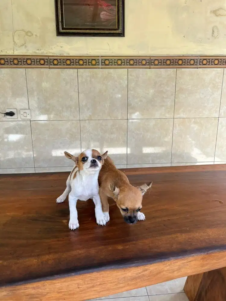 chh betina murah aja