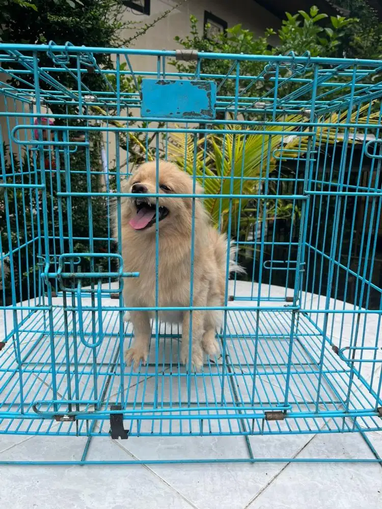 pom cakep sekali betina