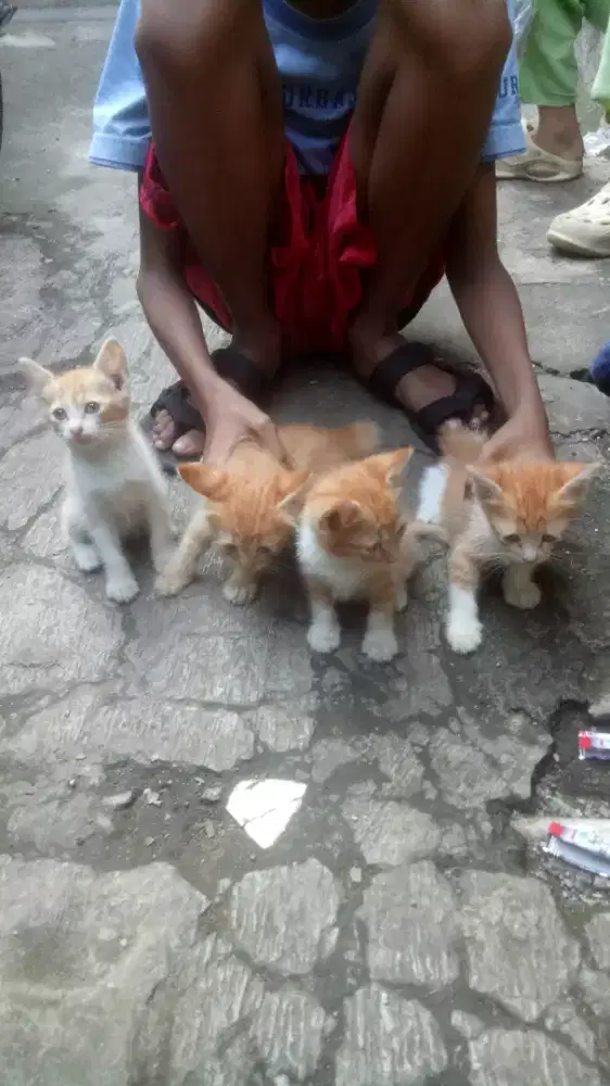 Buat cat lover yang mau adop free