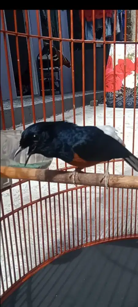 Murai medan super gacor usia mpan materi royal volume tembus