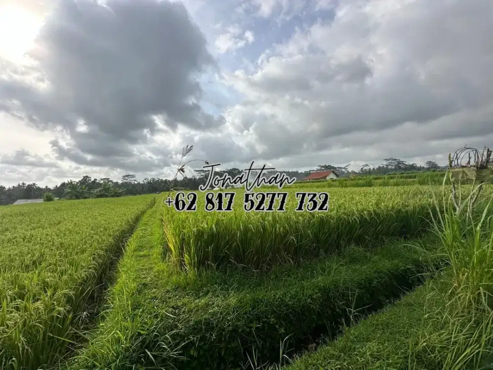 Tanah Investasi 80,87 Are SHM di Pejeng Kangin Gianyar Zona Pemukiman