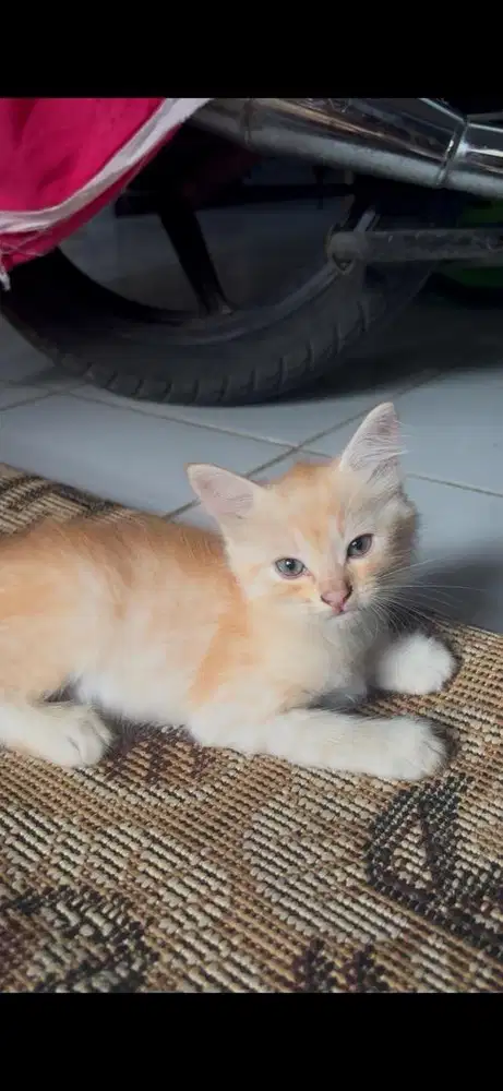 JUAL KUCING HIMALAYA