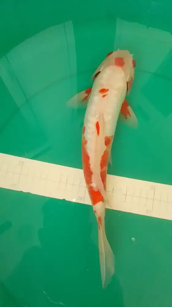 Ikan koi jenis Koshui 34cm