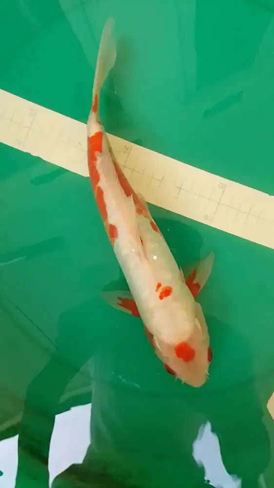 Ikan koi jenis Koshui 34cm