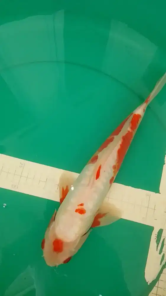 Ikan koi jenis Koshui 34cm antik