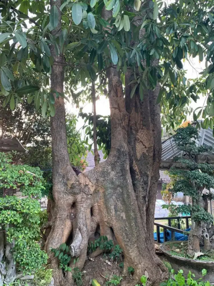 Jual pohon Langka Pule / Pulai / Alstonia scholaris