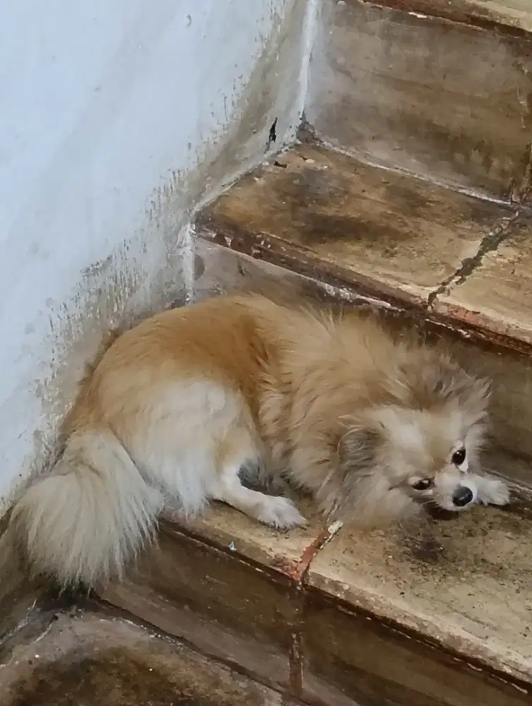 Anjing Minipom indukan .umur 3 tahunan