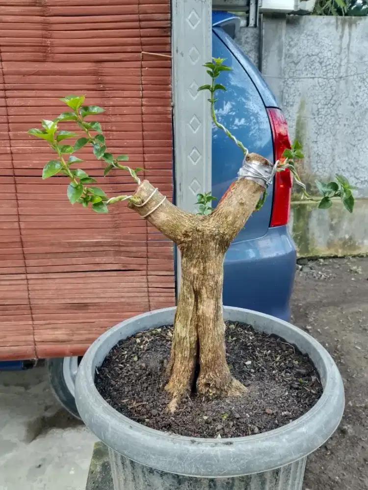 Bahan bonsai anting putri