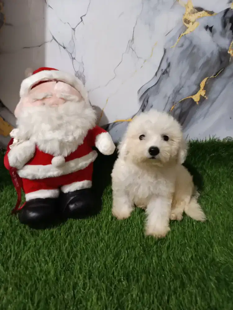 Bichon jantan Korea kosongan