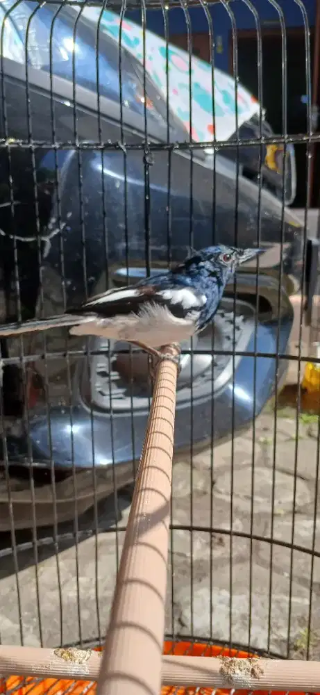 Poci mulus volume tembus