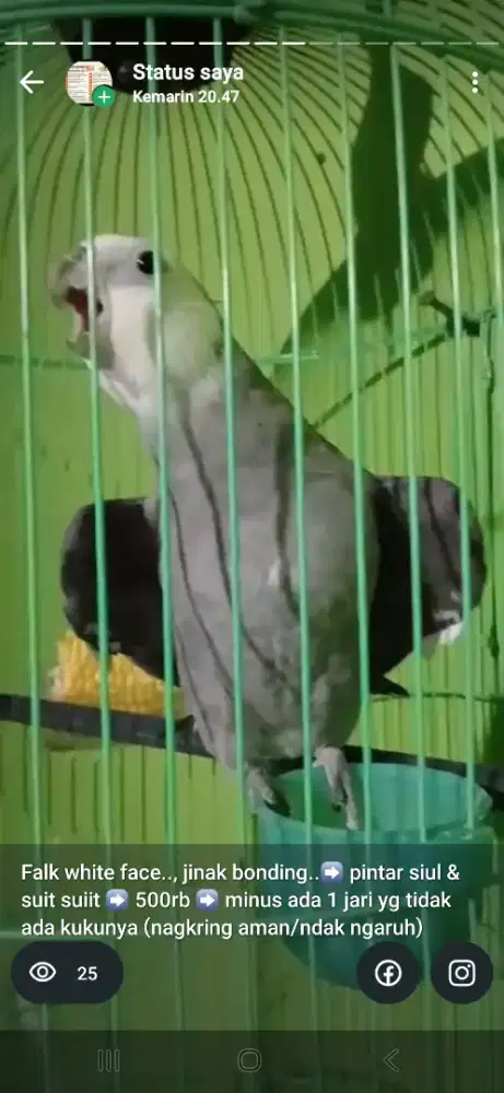 Burung falk bisa nyanyi