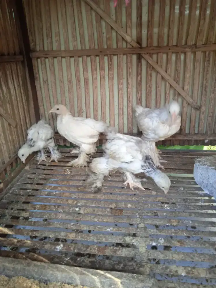 Anakan ayam brahma usia 1.5bln