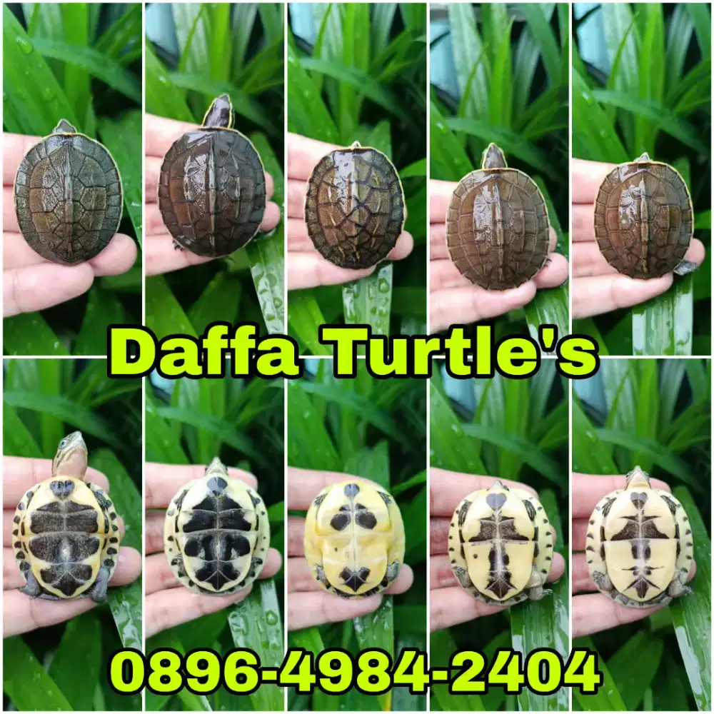 Kura kura baby ambon batok CB