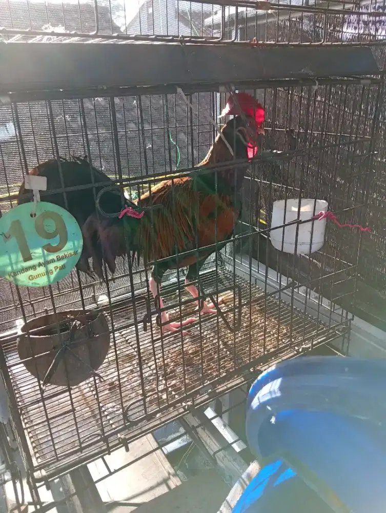 Ayam bekisar merah gacor ganteng