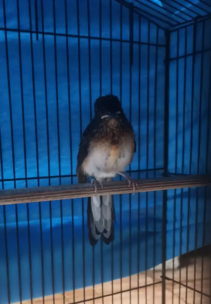 Murai Batu Trah Regional F5