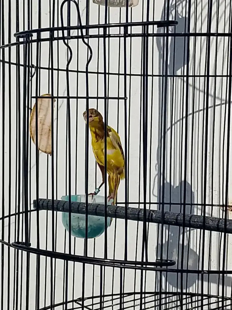 Burung kenari F1giboso jantan paud